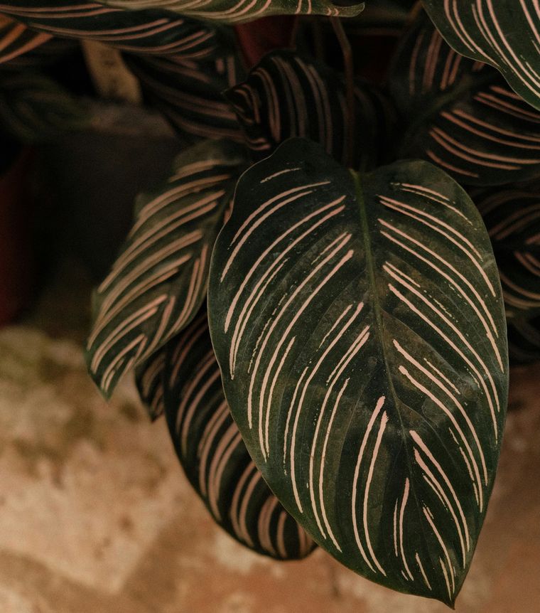 Feuilles de calathea ornata, vert sombre à rayures roses