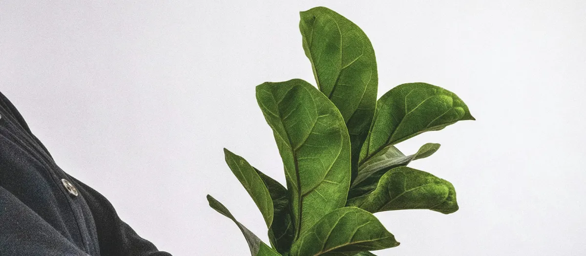Personne portant un ficus lyrata contre elle, symbole de la rentrée des plantes d'intérieur avant l'hiver