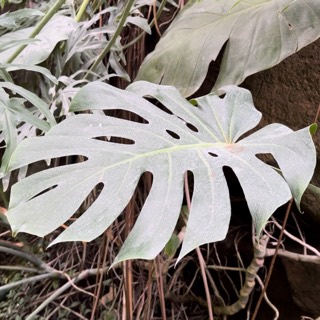 Feuille de monstera molle et tombante