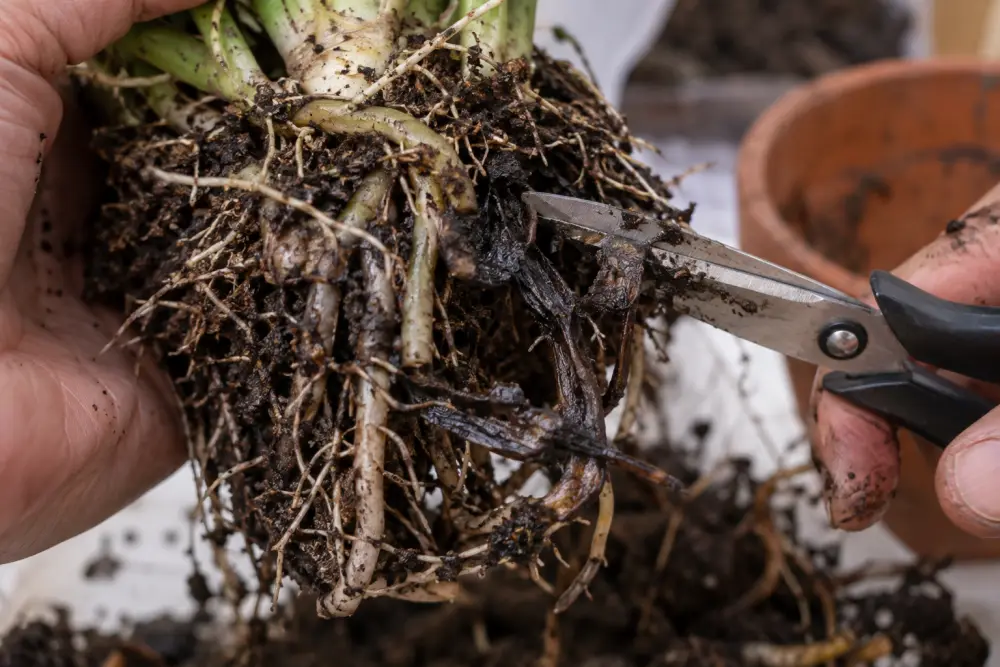 Une main tient la motte d'une plante sortie de son pot pendant que des ciseaux coupent une racine sombre et molle