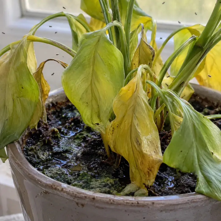 Une plante aux feuilles jaunies et molles, dont le terreau détrempé est couvert de mousse verte, avec des moucherons qui volent autour du pot