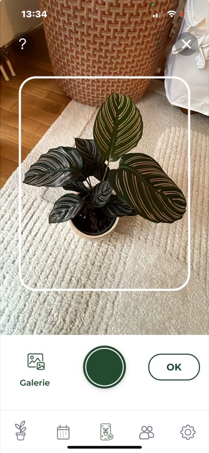 Écran de scan d'Arroseo cadrant une Calathea ornata en pot