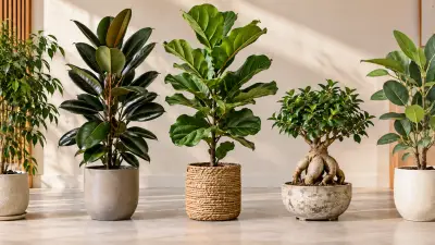 Five potted ficus lined up in a bright living room