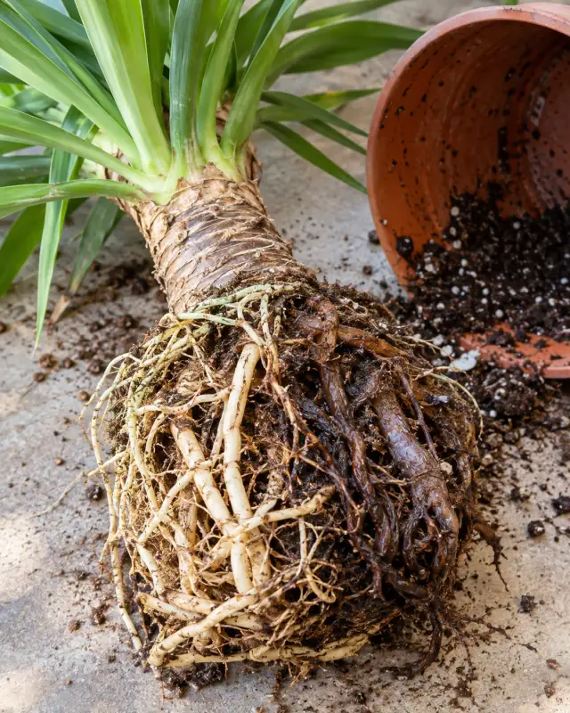 Yucca out of its terracotta pot, with pale, firm roots on one side and brown, rotten roots on the other